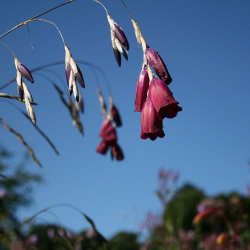 Dierama Blackberry Bells - Trichterschwertel (Flowering)