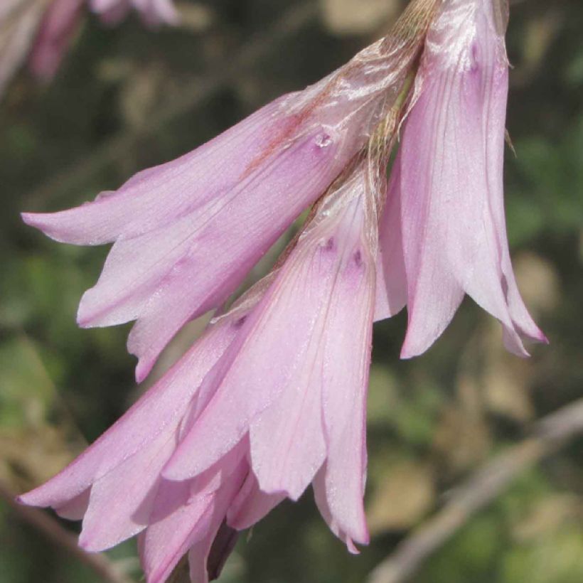 Dierama Pink Rocket - Trichterschwertel (Flowering)