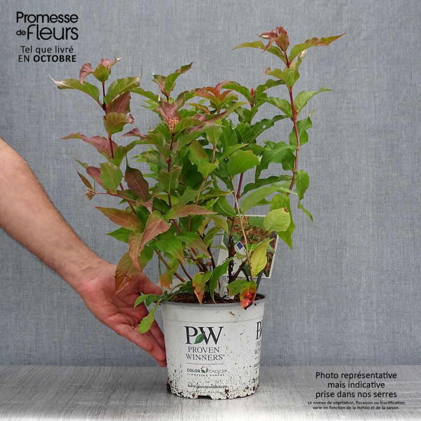 Exemplar von Diervilla Kodiak Orange - Buschgeißblatt Topf mit 2L/3L wie im Herbst geliefert