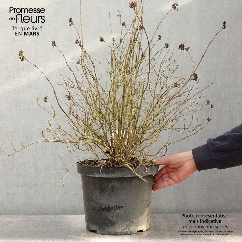 Exemplar von Diervilla rivularis Honeybee - Buschgeißblatt Topf mit 7,5L/10L wie im Frühjahr geliefert