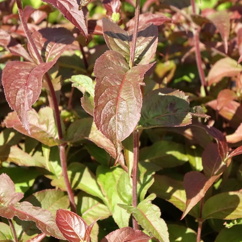 Diervilla rivularis Troja Black - Buschgeißblatt (Laub)