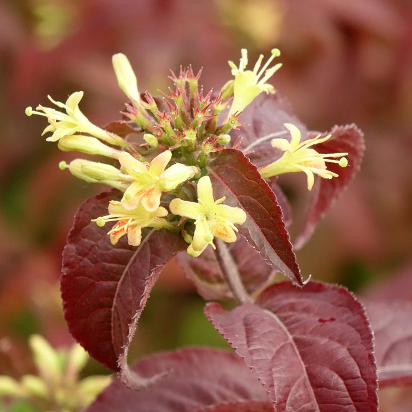 Diervilla rivularis Troja Black - Buschgeißblatt (Blüte)