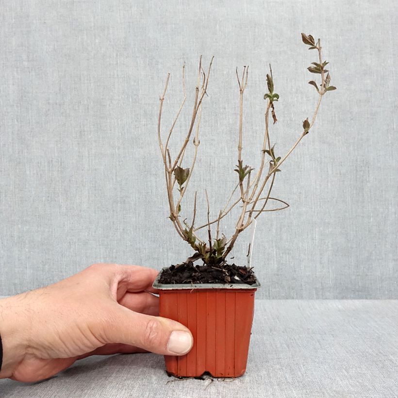 Exemplar von Diervilla rivularis Troja Black - Buschgeißblatt Kleine Töpfe von 8/9 cm wie im Frühjahr geliefert