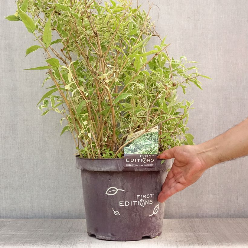 Exemplar von Diervilla sessilifolia Cool Splash - Buschgeißblatt Topf mit 7,5L/10L wie im Sommer geliefert