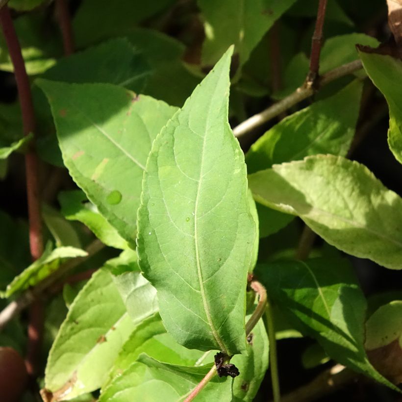 Diervilla Honey Surprise - Buschgeißblatt (Laub)