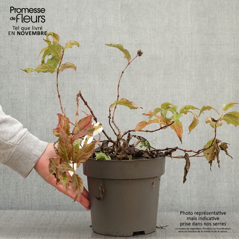 Exemplar von Diervilla splendens Honey Surprise - Diervillée Pot de 4L/5L wie im Herbst geliefert