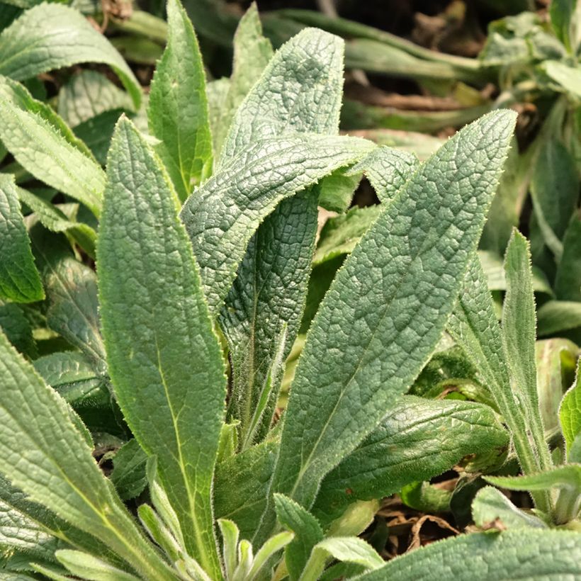 Fingerhut Digiplexis Illumination Raspberry - Digitalis (Foliage)