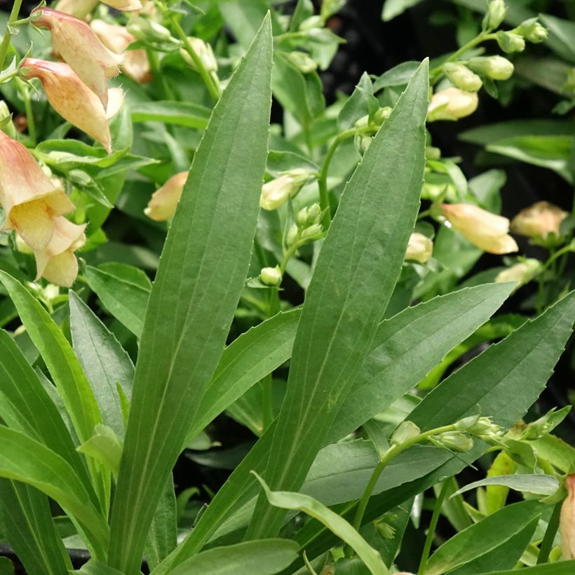 Digitalis Goldcrest - Fingerhut (Foliage)