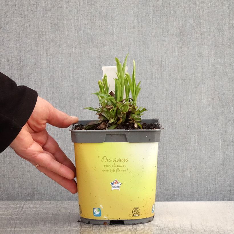 Example of Digitalis Goldcrest - Fingerhut Topf mit 1,5L/2L as you get in printemps