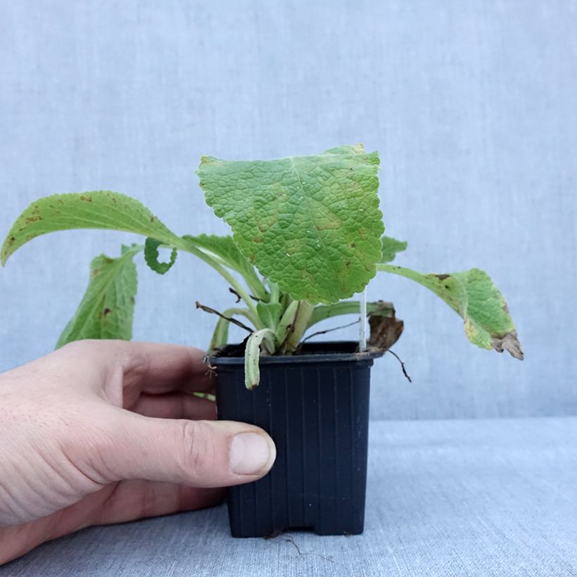 Exemplar von Digitale laevigata Alba Godet de 8/9 cm wie im Winter geliefert