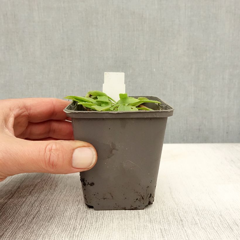 Exemplar von Digitalis lanata - Wolliger Fingerhut Kleine Töpfe von 8/9 cm wie im Herbst geliefert