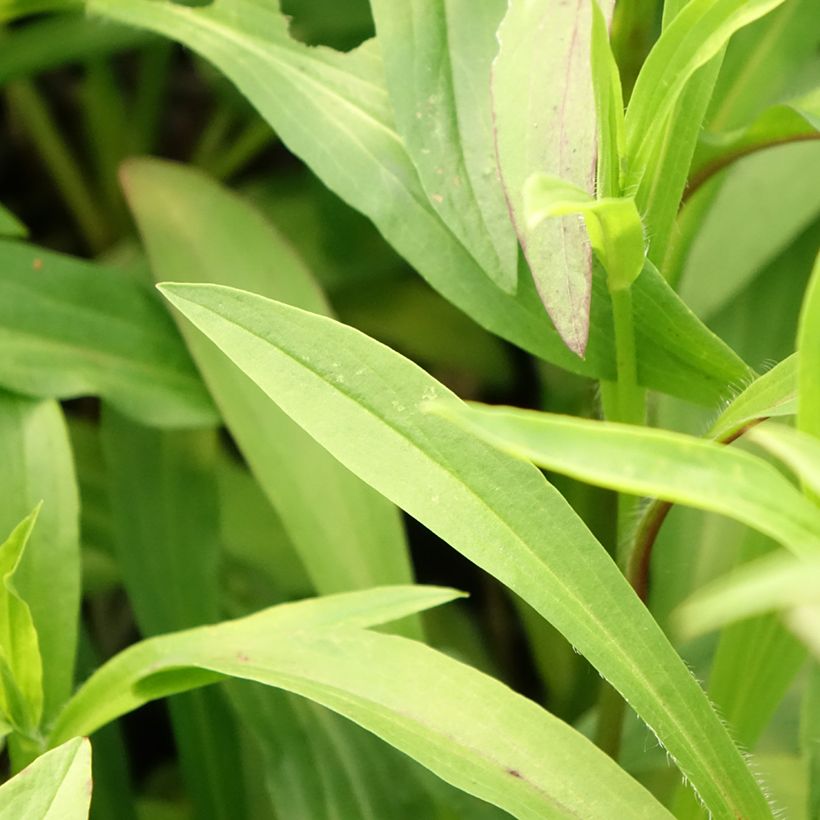 Digitalis lanata Café Crème - Wolliger Fingerhut (Laub)