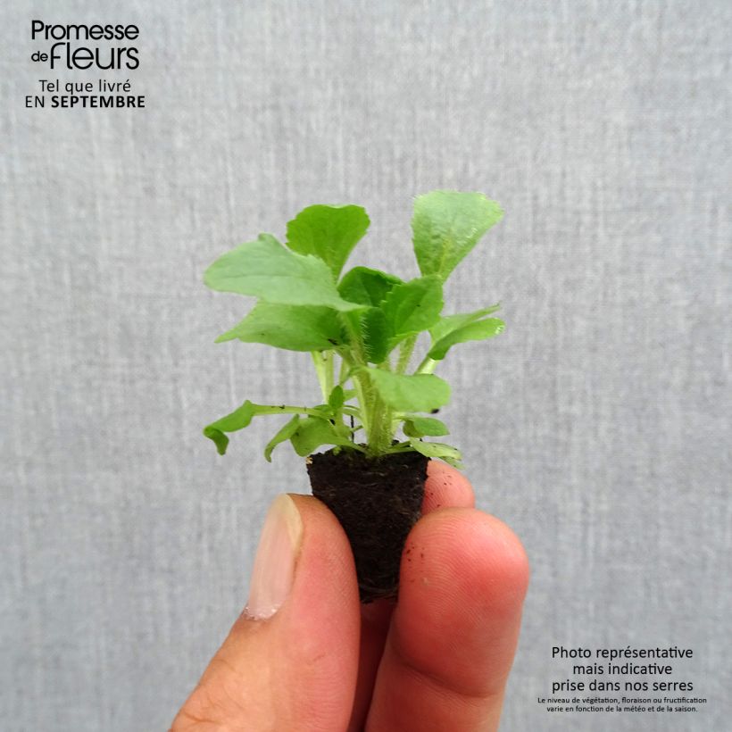 Example of Digitalis mertonensis Summer King - Mehrjähriger Fingerhut Mini-Plug Ø 1,5/2,5 cm as you get in automne