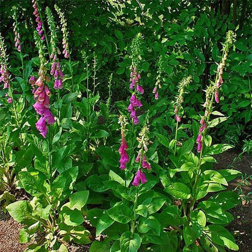 Roter Fingerhut - Digitalis purpurea (Plant habit)