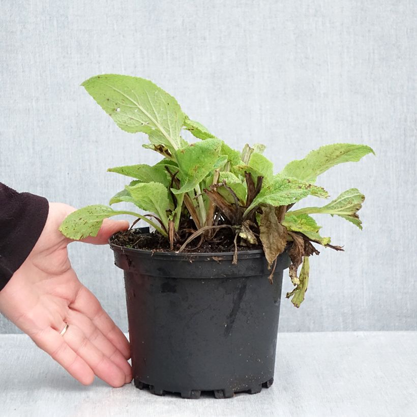 Exemplar von Roter Fingerhut - Digitalis purpurea Topf mit 2L/3L wie im Herbst geliefert