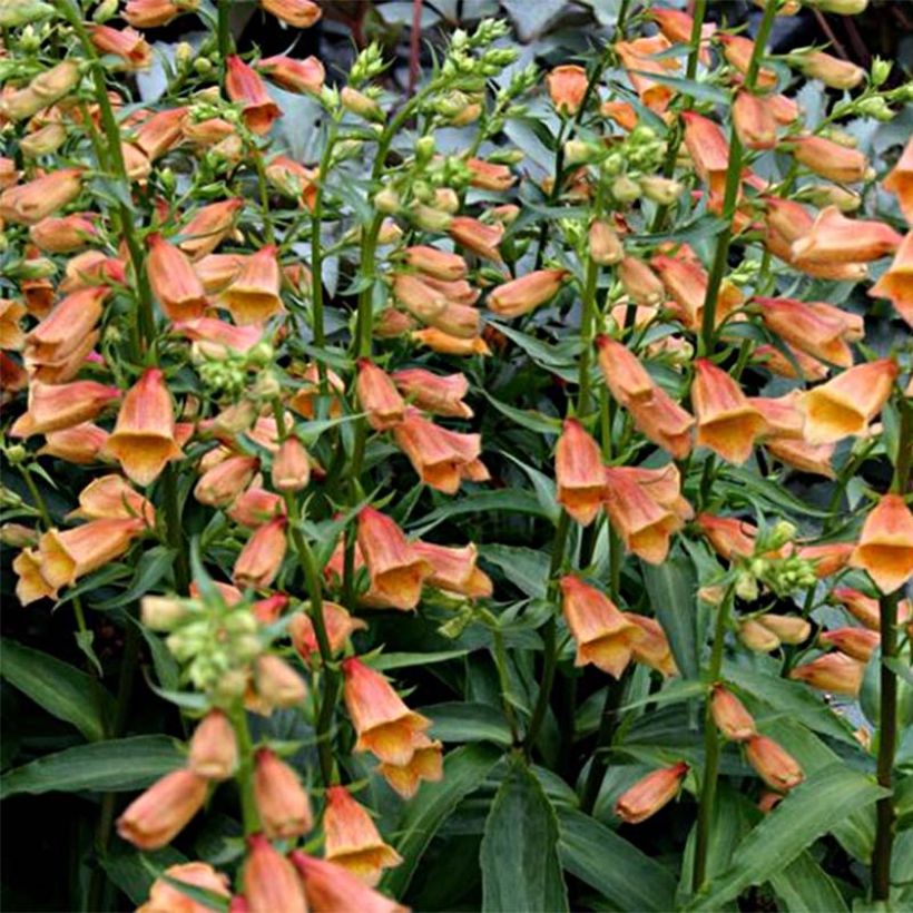 Digitalis Goldcrest - Fingerhut (Flowering)