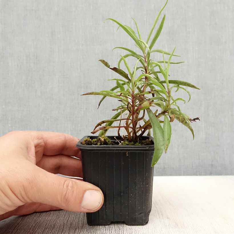 Example of Digitalis obscura - Dunkler Fingerhut Kleine Töpfe von 8/9 cm as you get in printemps