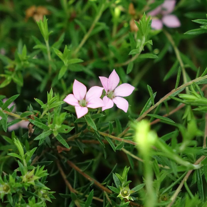 Diosma hirsuta Pink Diamond - Götterduft (Blüte)