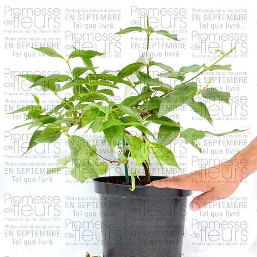 Beispiel eines Exemplars von Dipelta floribunda Pot de 3L/4L wie geliefert