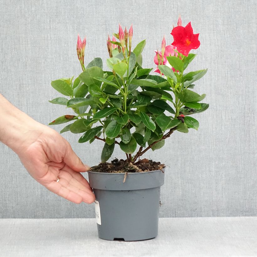 Exemplar von Dipladenia BELLA Compact Red - Mandevilla Topf 10 cm/11cm wie im Frühjahr geliefert