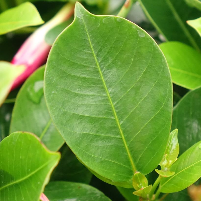 Dipladenia BELLA Compact Red - Mandevilla (Laub)