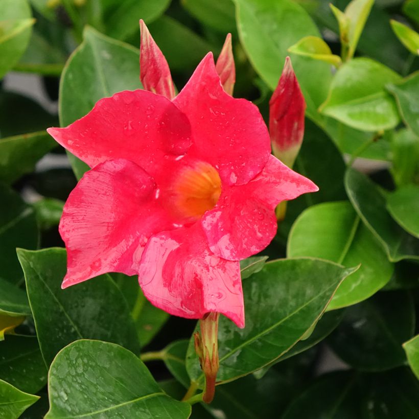 Dipladenia BELLA Compact Red - Mandevilla (Blüte)