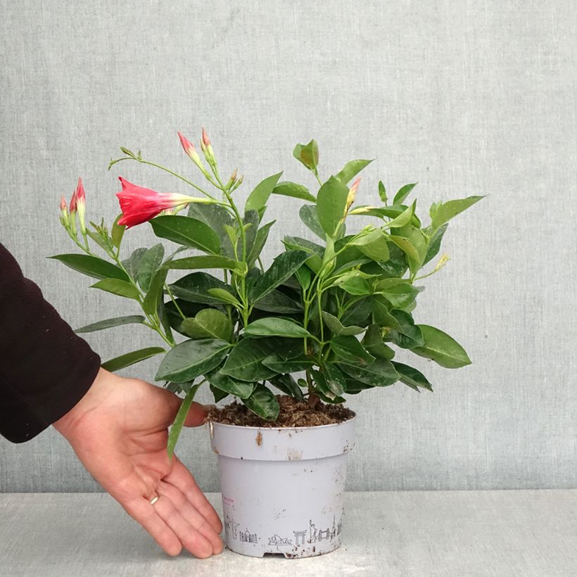 Exemplar von Dipladenia BELLA Compact Red - Mandevilla Topf mit 1L/1,5L wie im Frühjahr geliefert