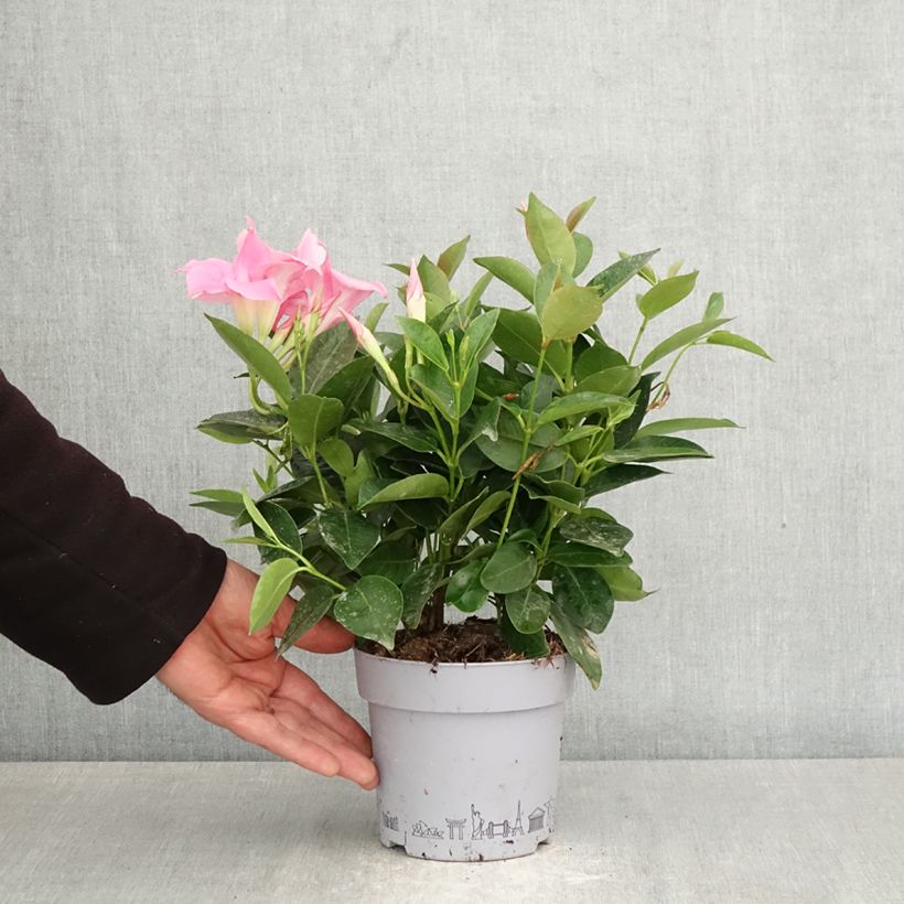 Exemplar von Dipladenia Bella Pink - Mandevilla Topf mit 1L/1,5L wie im Frühjahr geliefert