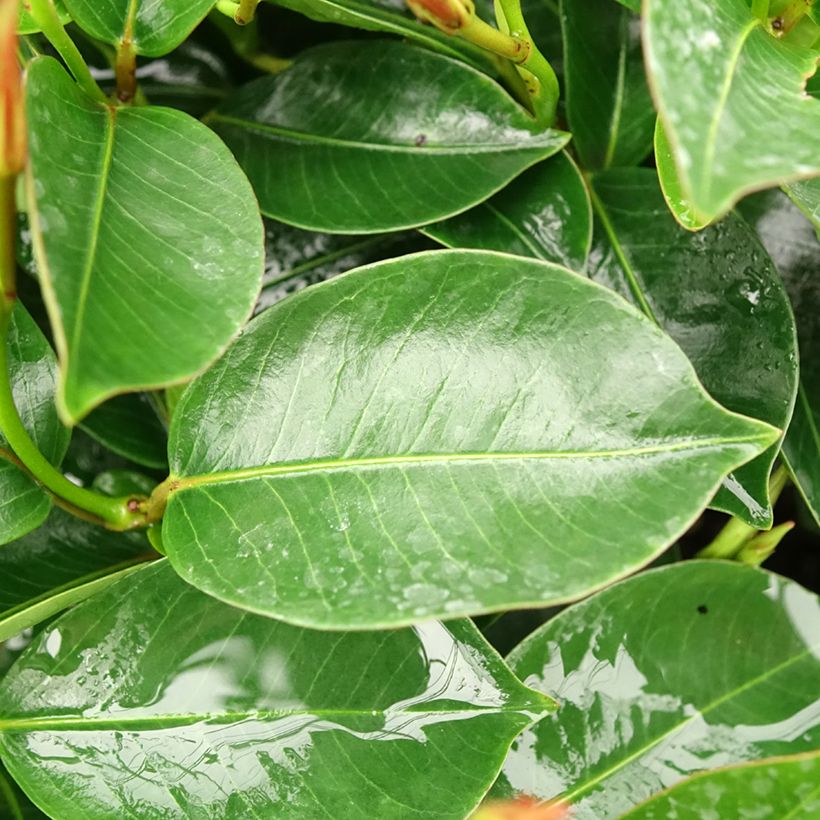 Dipladenia Bella Pink Star - Mandevilla (Laub)