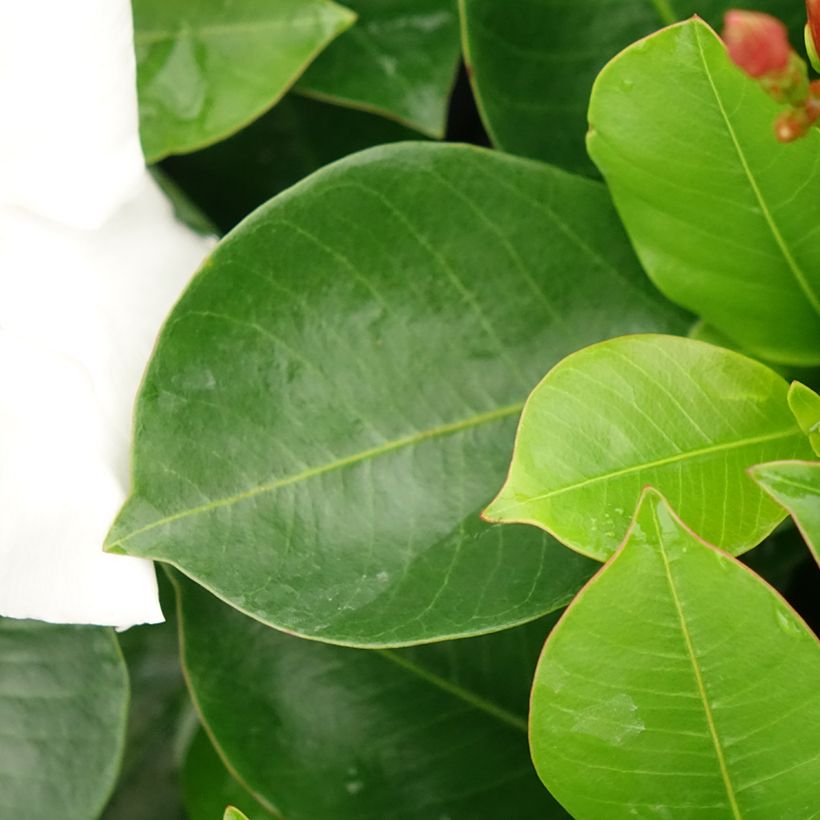 Dipladenia BELLA White - Mandevilla (Laub)