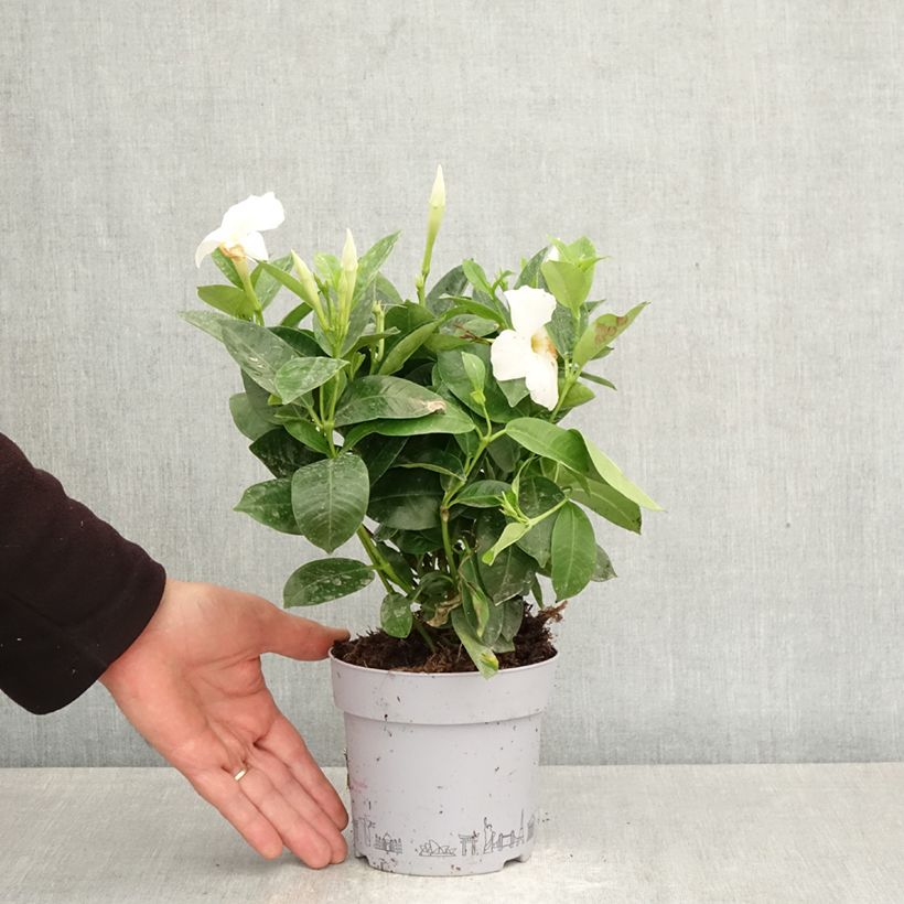 Exemplar von Dipladenia BELLA White - Mandevilla Topf mit 1L/1,5L wie im Frühjahr geliefert