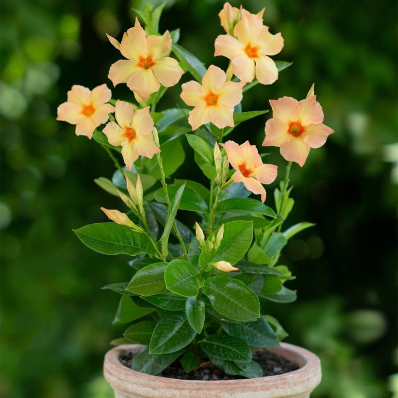 Mandevilla sanderi Diamantina Emerald Amber Star - Dipladenia (Wuchs)