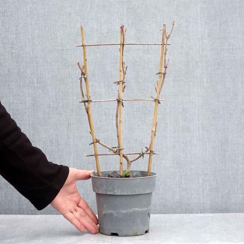 Exemplar von Dipladenia Diamantina Jade Rose - Mandevilla Topf mit 2L/3L wie im Frühjahr geliefert