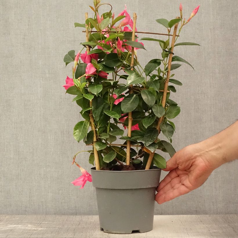 Exemplar von Dipladenia Diamantina Opale Fuchsia Flammé - Mandevilla Topf mit 2L/3L wie im Sommer geliefert