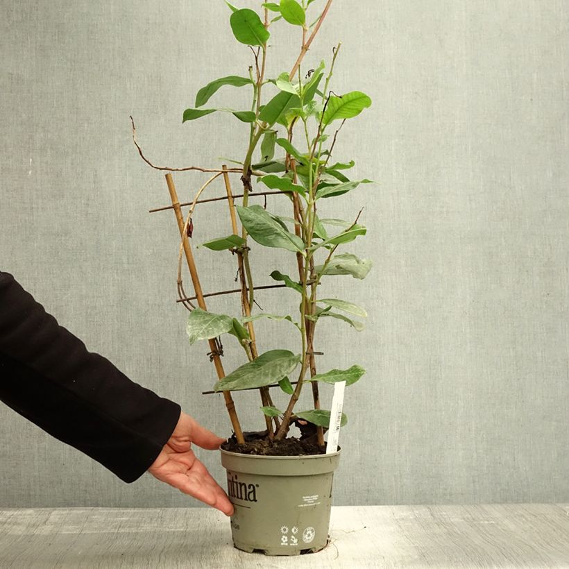 Exemplar von Dipladenia Diamantina Tourmaline Pink - Mandevilla Topf mit 1,5L/2L wie im Herbst geliefert
