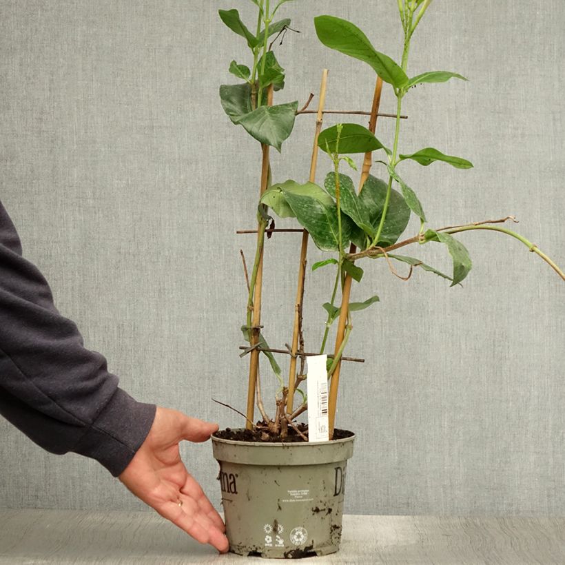 Exemplar von Dipladenia Diamantina Tourmaline Pink - Mandevilla Topf mit 1,5L/2L wie im Sommer geliefert