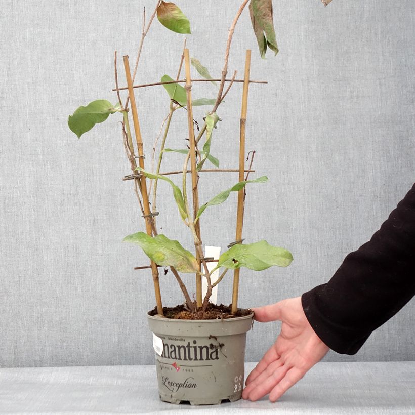 Exemplar von Dipladenia Diamantina Tourmaline Pink - Mandevilla Topf mit 1,5L/2L wie im Winter geliefert