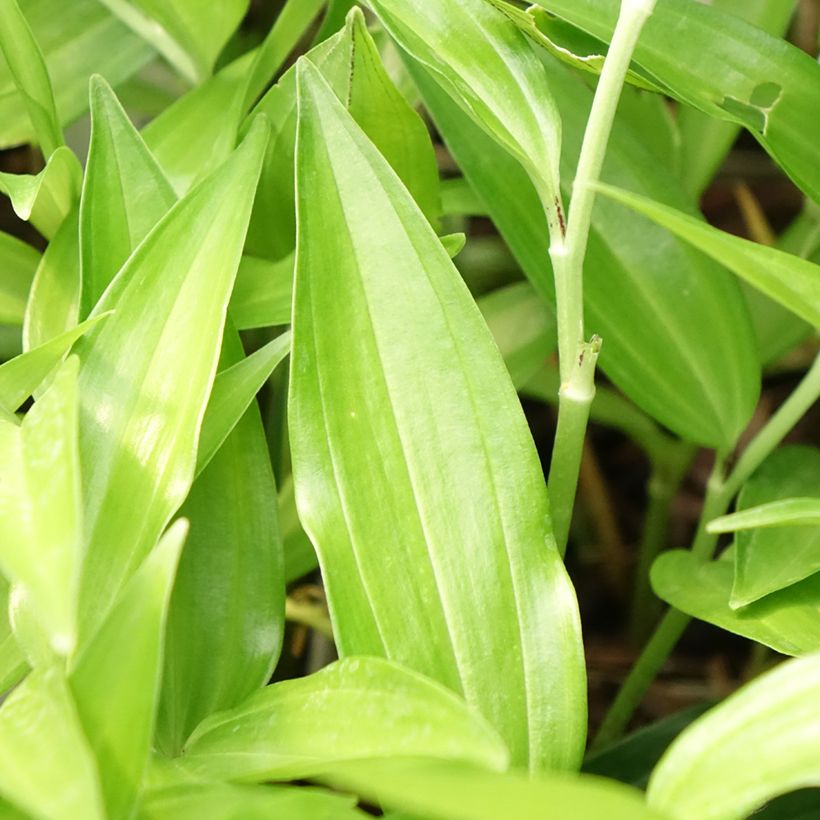 Disporum sessile - Feenglöckchen (Laub)