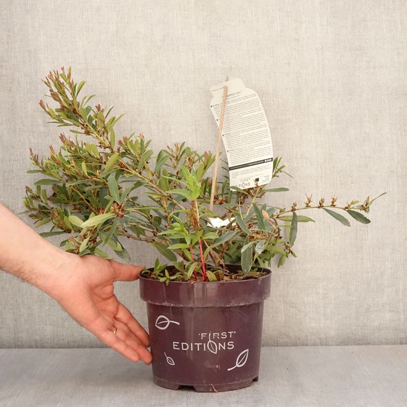 Exemplar von Traubiger Zweiggriffel Cinnamon Girl - Distylium Topf mit 3L/4L wie im Frühjahr geliefert