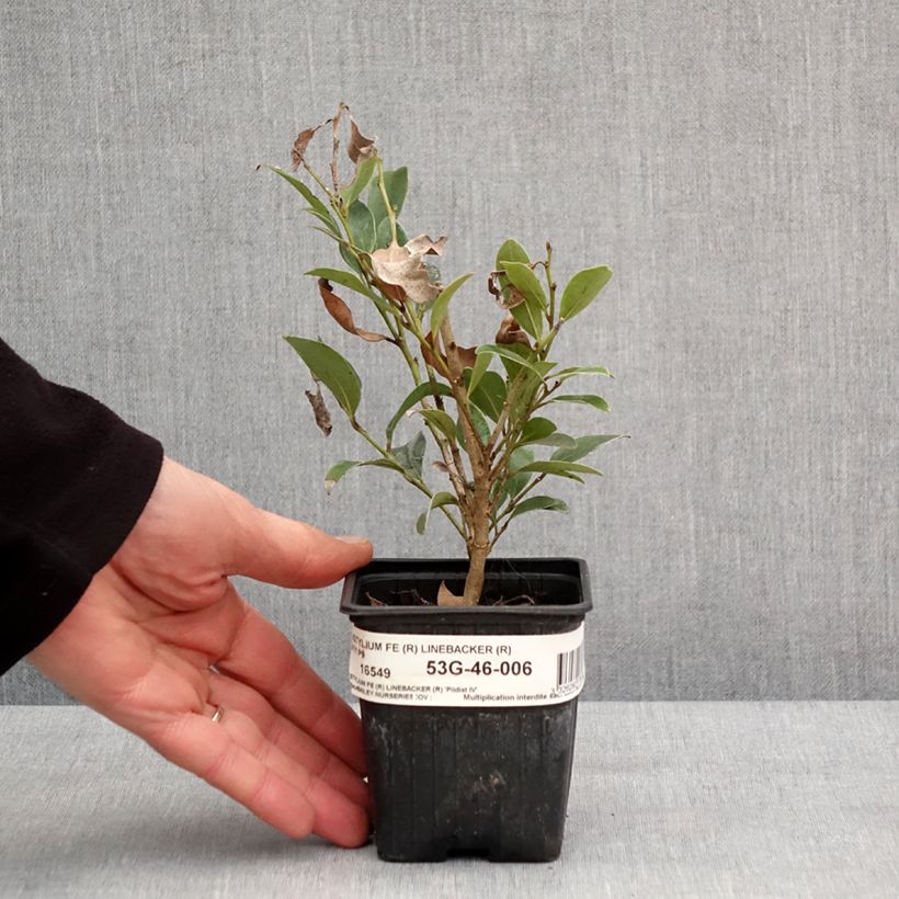 Exemplar von Distylium Linebacker  Godet de 8/9 cm wie im Winter geliefert