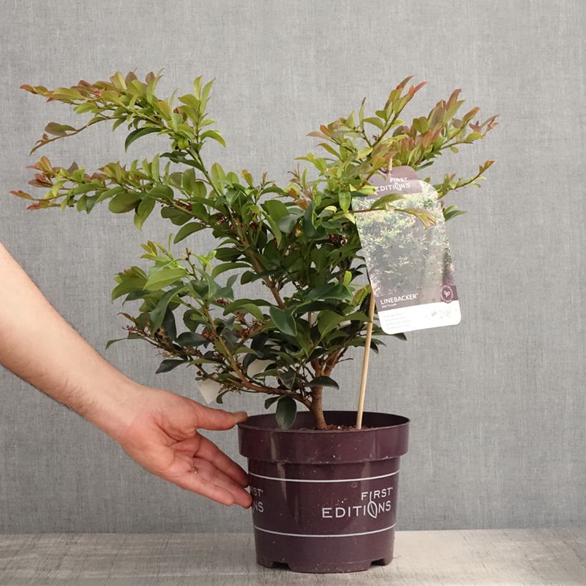 Exemplar von Traubiger Zweiggriffel Linebacker - Distylium Topf mit 3L/4L wie im Frühjahr geliefert