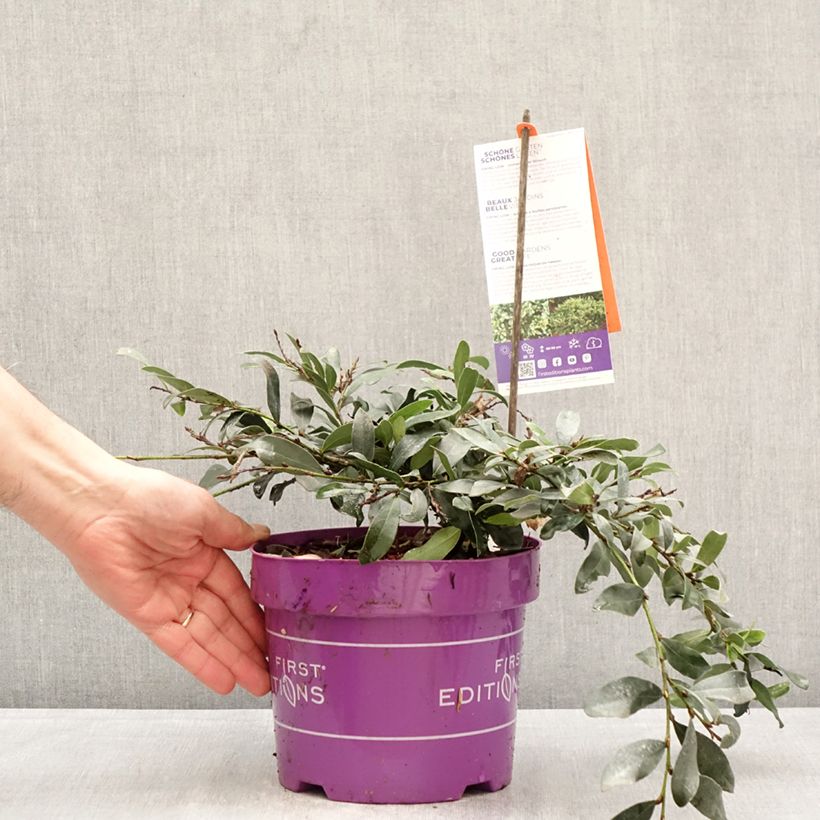 Exemplar von Traubiger Zweiggriffel Swing Low® - Distyllium Topf mit 3L/4L wie im Frühjahr geliefert