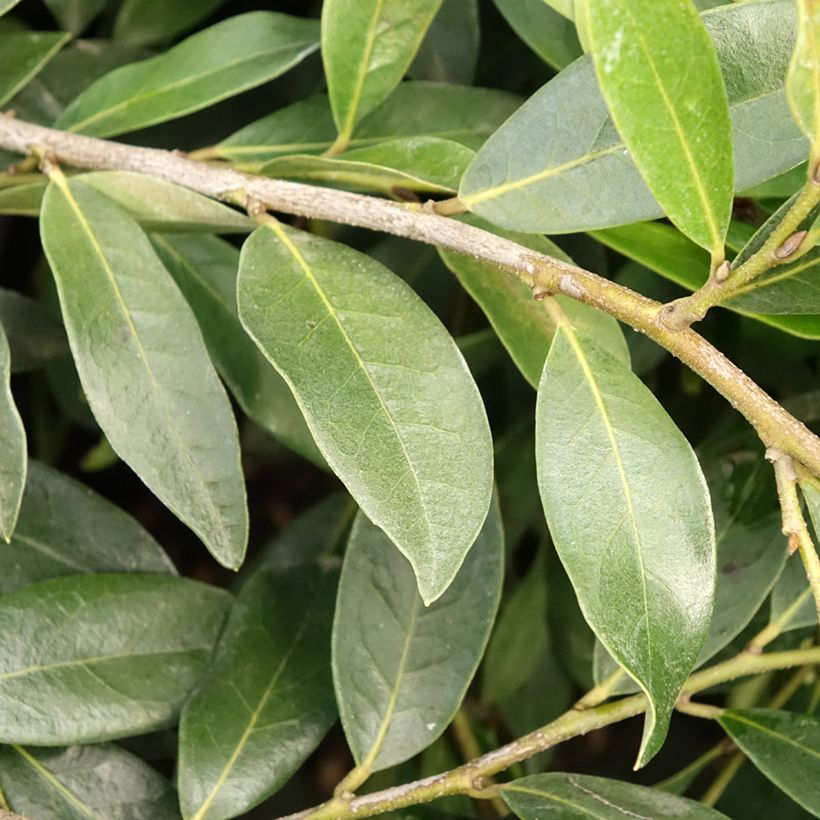 Traubiger Zweiggriffel Vintage Jade - Distylium (Foliage)