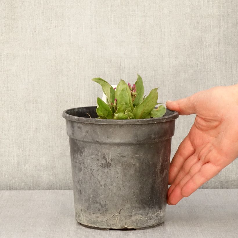 Exemplar von Götterblume Rotlicht - Dodecatheon jeffreyi Topf mit 2L/3L wie im Frühjahr geliefert