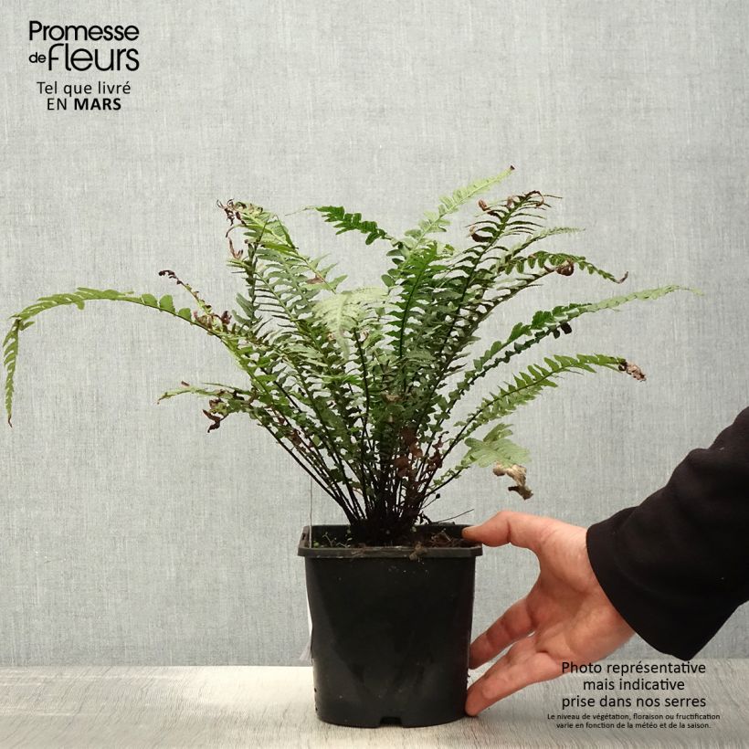 Exemplar von Doodia aspera Rough Ruby - Raspelfarn Topf mit 2L/3L wie im Frühjahr geliefert