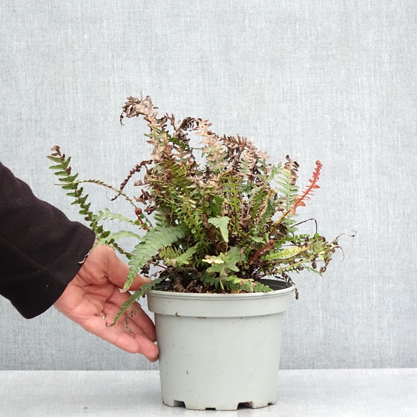 Exemplar von Doodia media - Gewöhnlicher Raspelfarn Topf mit 2L/3L wie im Frühjahr geliefert