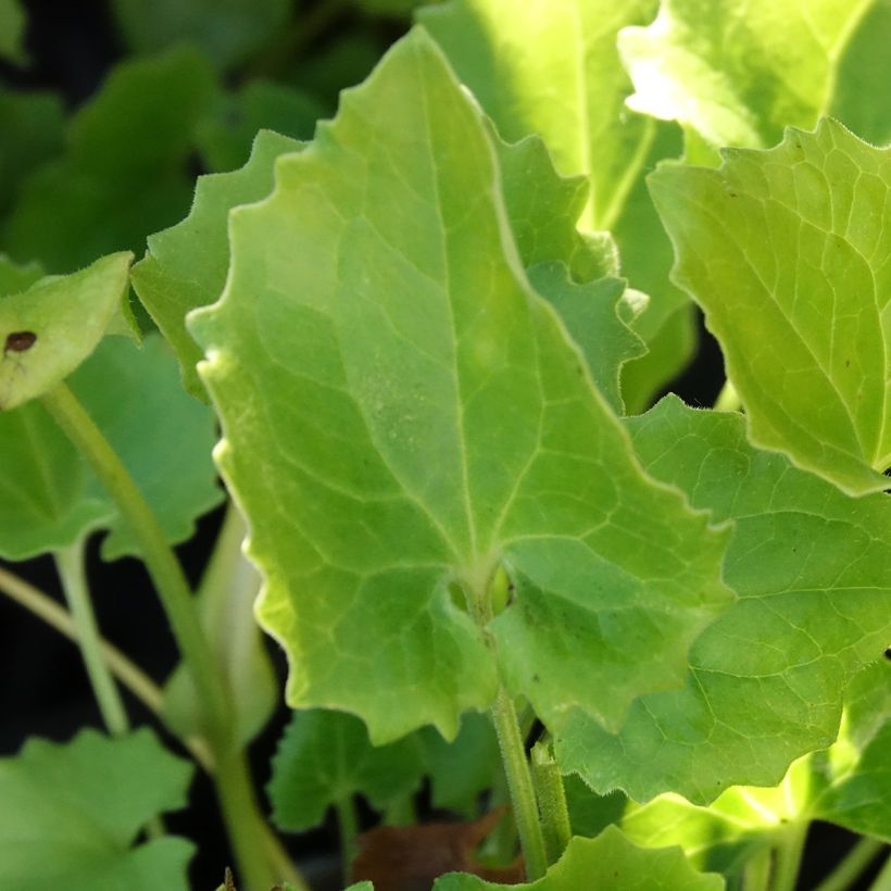 Doronicum orientale Finesse - Östliche Gämswurz (Laub)