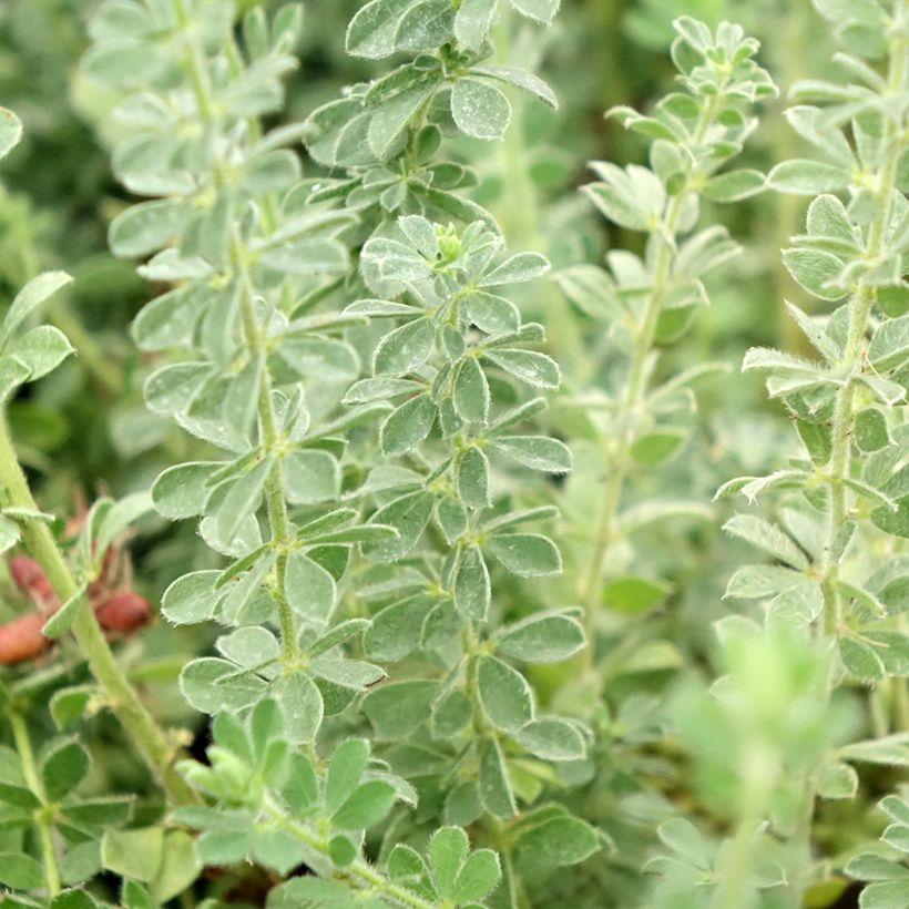 Dorycnium hirsutum Frejorgues - Behaarter Backenklee (Laub)