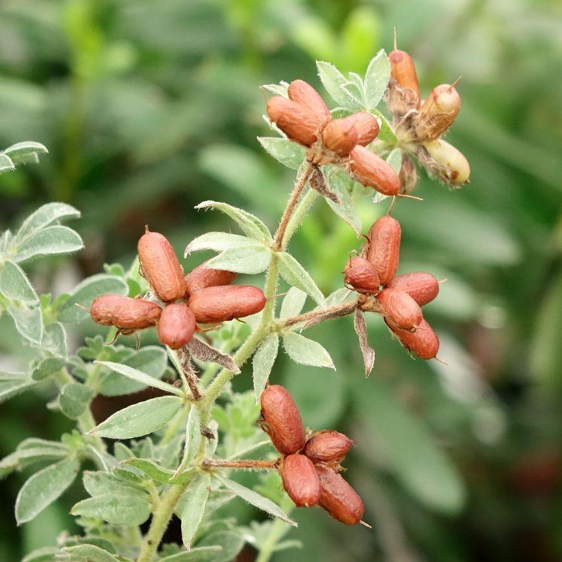 Dorycnium hirsutum Frejorgues - Behaarter Backenklee (Ernte)