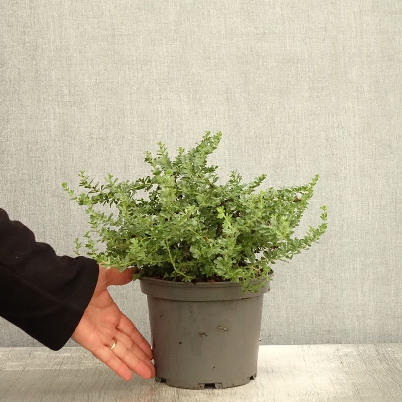 Exemplar von Dorycnium hirsutum Frejorgues Pot de 3L/4L wie im Herbst geliefert